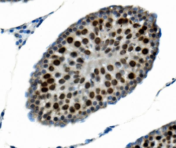 PTBP2 Mouse Monoclonal Antibody