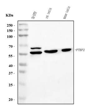 PTBP2 Mouse Monoclonal Antibody