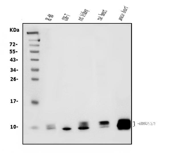 ATP5F1,2,3/ATP5MC1,2,3 /ATP5F1 Mouse Monoclonal Antibody