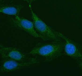 AGO3 Rabbit Polyclonal Antibody