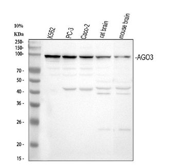 AGO3 Rabbit Polyclonal Antibody