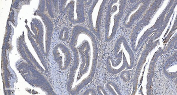 ARG2 Rabbit Polyclonal Antibody