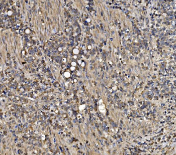 ATG9A Rabbit Polyclonal Antibody