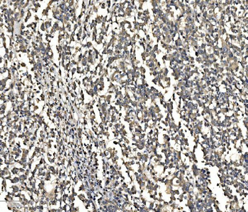 ATG9A Rabbit Polyclonal Antibody