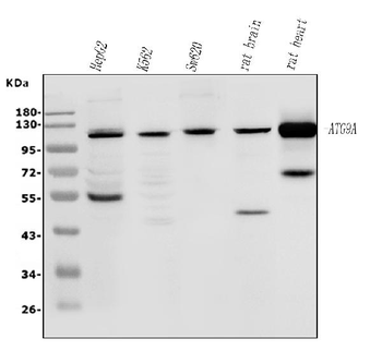 ATG9A Rabbit Polyclonal Antibody