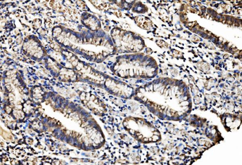 Caspase-7/CASP7 Antibody
