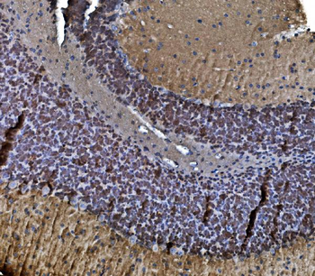 TORC1/CRTC1 Rabbit Polyclonal Antibody