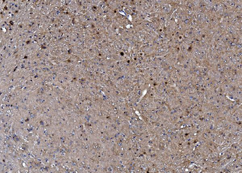 TORC1/CRTC1 Rabbit Polyclonal Antibody