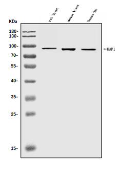HAP1 Rabbit Polyclonal Antibody