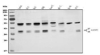 HNRNPH3 Antibody