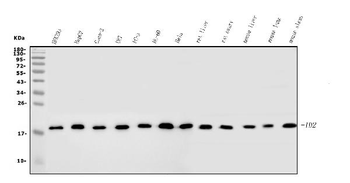 ID2 Rabbit Polyclonal Antibody