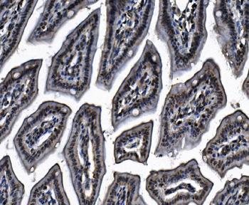 MCM4 Rabbit Polyclonal Antibody