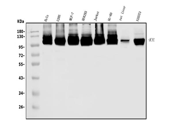 MCM4 Rabbit Polyclonal Antibody
