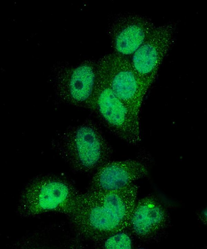 Poliovirus Receptor/PVR Antibody