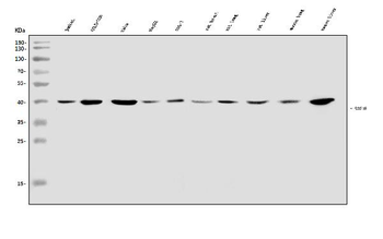 SOX18 Rabbit Polyclonal Antibody