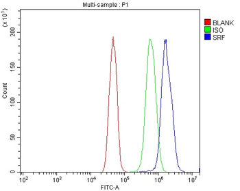 Serum Response Factor/SRF Antibody