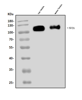 SV2A Rabbit Polyclonal Antibody