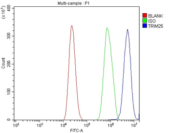 TRIM25/EFP Rabbit Polyclonal Antibody