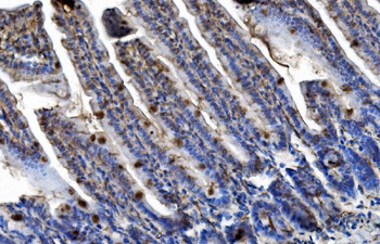 TRIM25/EFP Rabbit Polyclonal Antibody