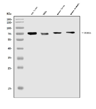 TRIM25/EFP Rabbit Polyclonal Antibody