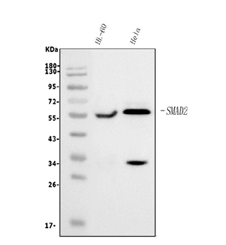 SMAD2 Mouse Monoclonal Antibody