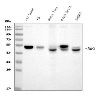 IRF3 Mouse Monoclonal Antibody