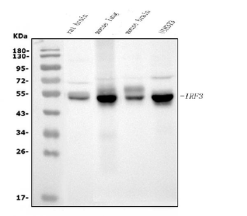 IRF3 Mouse Monoclonal Antibody
