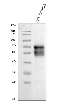 CD5 Mouse Monoclonal Antibody