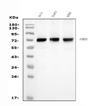 SAMHD1 Mouse Monoclonal Antibody