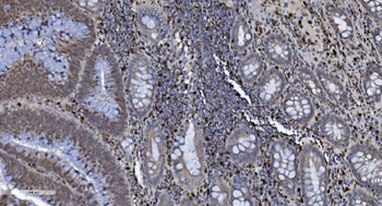 SAMHD1 Antibody (monoclonal, 10H8)