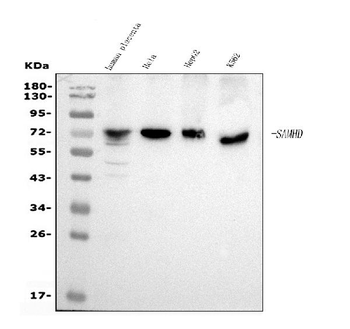 SAMHD1 Antibody (monoclonal, 10H8)