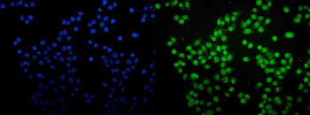 SAMHD1 Antibody (monoclonal, 10H8)