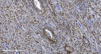 SAMHD1 Antibody (monoclonal, 10H8)