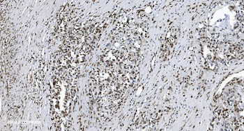 SAMHD1 Antibody (monoclonal, 10H8)