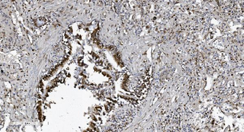 SAMHD1 Antibody (monoclonal, 10H8)