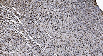 SAMHD1 Antibody (monoclonal, 10H8)