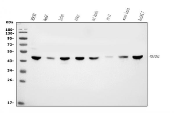 MEK2/MAP2K2 Mouse Monoclonal Antibody