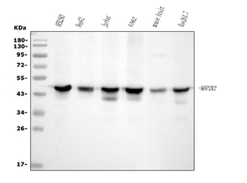 MEK2/MAP2K2 Mouse Monoclonal Antibody