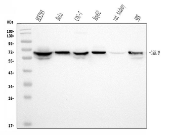 GRB10 Mouse Monoclonal Antibody