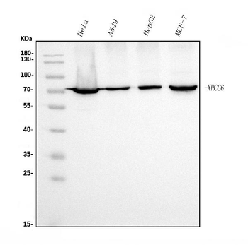 Ku70 Mouse Monoclonal Antibody