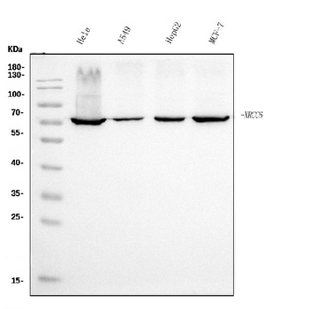 Ku70 Mouse Monoclonal Antibody