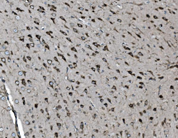 INPPL1 Antibody (monoclonal, 8C13)