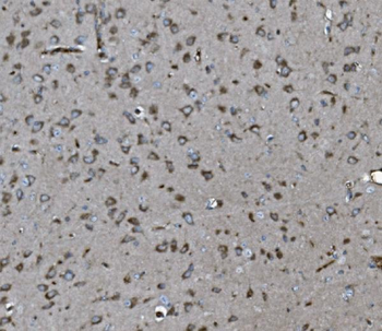 INPPL1 Antibody (monoclonal, 8C13)