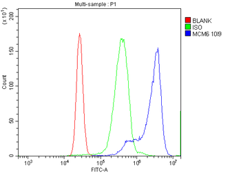 MCM6 Antibody (monoclonal, 10I9)