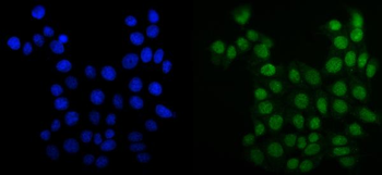 MCM6 Antibody (monoclonal, 10I9)