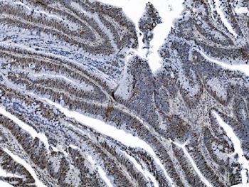 MCM6 Antibody (monoclonal, 10I9)