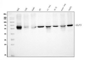 KAT9/ELP3 Mouse Monoclonal Antibody