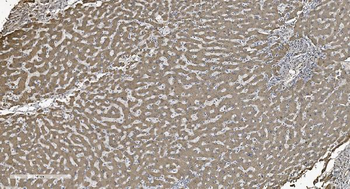 SHMT1 Mouse Monoclonal Antibody