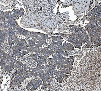 REA/PHB2 Mouse Monoclonal Antibody