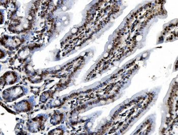 REA/PHB2 Mouse Monoclonal Antibody
